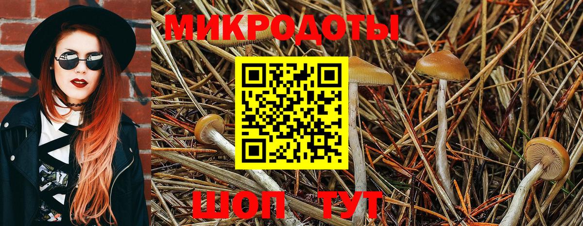 Галлюциногенные грибы Psilocybe Нефтекамск
